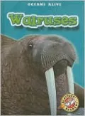 Walruses