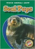 Seal Pups