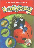 The Life Cycle of a Ladybug