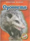 Opossums