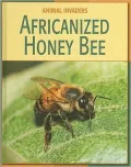 Africanized Honeybee