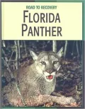 Florida Panther