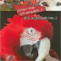 Cmo usan los animales? (How Do Animals Use?)