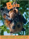 Bats