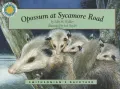 Opossum at Sycamore Road