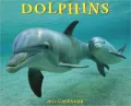 2011 Dolphins Wall Calendar