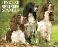 2011 English Springer Spaniels Wall Calendar