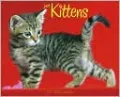 2011 Kittens Wall Calendar
