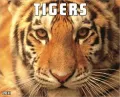 2011 Tigers Wall Calendar