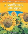 A Sunflower’s Life Cycle