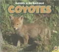Coyotes