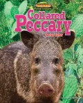 Collared Peccary