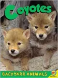Coyotes