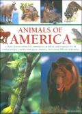 Animals of America : A Visual Encyclopedia of Amphibians, Reptiles and Mammals of the United States, Canada and South America