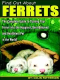 Find Out about Ferrets the Complete Guid