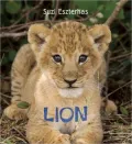 Eye on the Wild: Lion