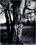 EugÃ¨ne Atget's Trees