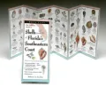 Ultimate Guide to Shells and Beach Life of Florida's Southeastern Coast