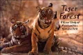 Tiger Forest: A Visual Study of Ranthambhore National Park, India