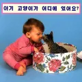 Wheres the Kitten