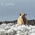 Cattle 2012 Calendar