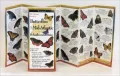 Common Butterflies of the Mid-Atlantic &amp; South Central States