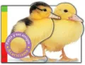 Patito y sus amigos /  Duckling and Friends
