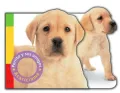 Perrito y sus amigos /  Puppy and Friends
