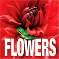 Flowers (MiniCube)